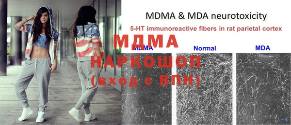 стаф Богданович